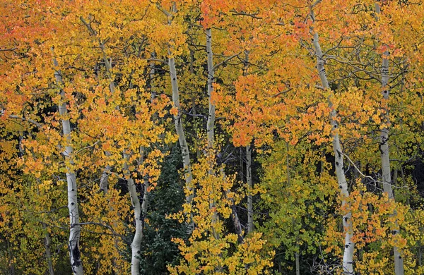 Landscape of autumn aspens in full color, Peak to Peak Highway, Roosevelt National Forest, Rocky Mountains, Colorado, USA