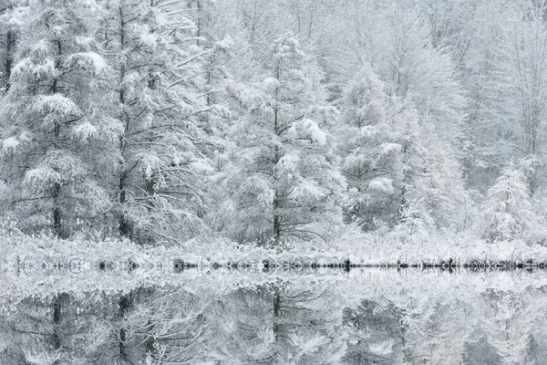 Paisaje Invernal Tamaretes Cubiertos Nieve Reflejos Reflejados Aguas Tranquilas Douglas — Foto de Stock