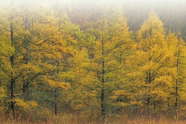 Autumn Landscape Tamarack Forest Fog Shoreline Douglas Lake Michigan Usa — Stock Photo, Image