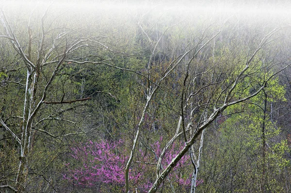 Våren Landskap Skog Dimma Med Rödknopp Blom Och Sycamores Michigan — Stockfoto