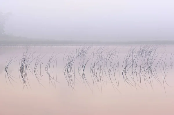 Paisaje Abstracto Nebuloso Cañas Reflejos Aguas Tranquilas Amanecer Cold Brook — Foto de Stock