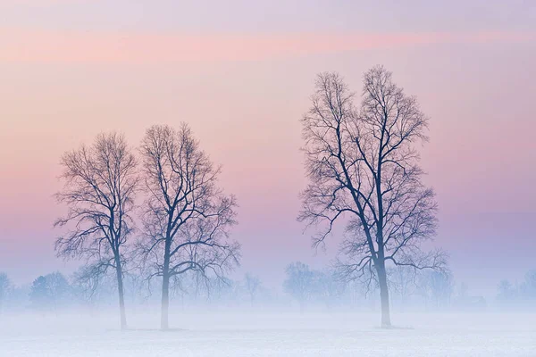 Inverno Paesaggio Rurale Alberi Spogli Nella Nebbia All Alba Michigan — Foto Stock