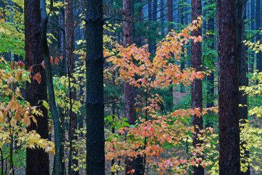 Çam ormanlarında sonbahar manzarası, Yankee Springs Eyalet Parkı, Michigan, Usa