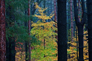 Çam ormanlarında sonbahar manzarası, Yankee Springs Eyalet Parkı, Michigan, Usa
