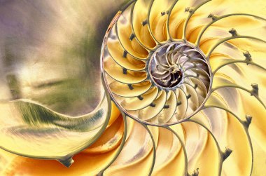 karmaşık desenler, dokular ve detayları ifşa nautilus kabuğu Close-Up