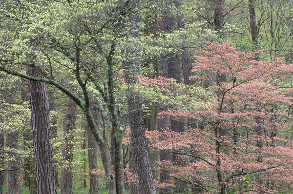 Landskap Våren Dogwoods Blom Bernheim Forest Kentucky Usa — Stockfoto