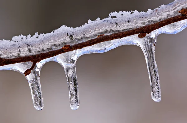 Close Cicles Twig Formed Winter Freezing Rain Event — Stock Photo, Image