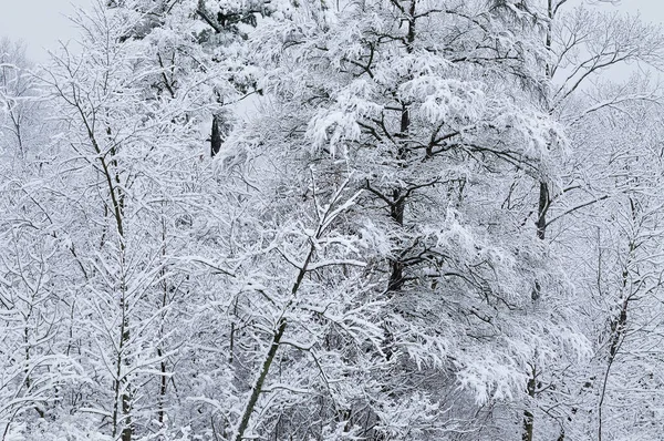 Зимовий Пейзаж Засніжених Дерев Парк Штату Янкі Спрінгс Мічиган Уса — стокове фото
