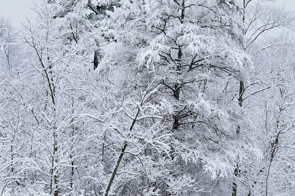 Paysage Hivernal Arbres Enneigés Yankee Springs State Park Michigan États — Photo