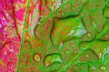 Düşen bir sonbahar akçaağaç yaprağının yakın çekimi yağmur damlalarıyla