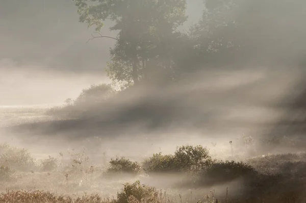 Summer Landscape Sunrise Marsh Fog Sunbeams Michigan Usa — Stock Photo, Image