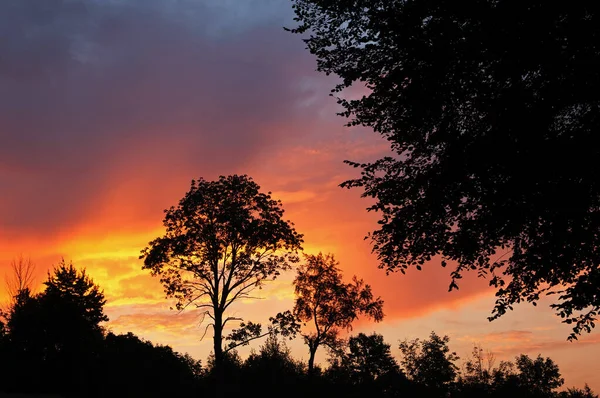 Paysage Arbres Sculptés Ciel Aube Lac Doster Michigan États Unis — Photo