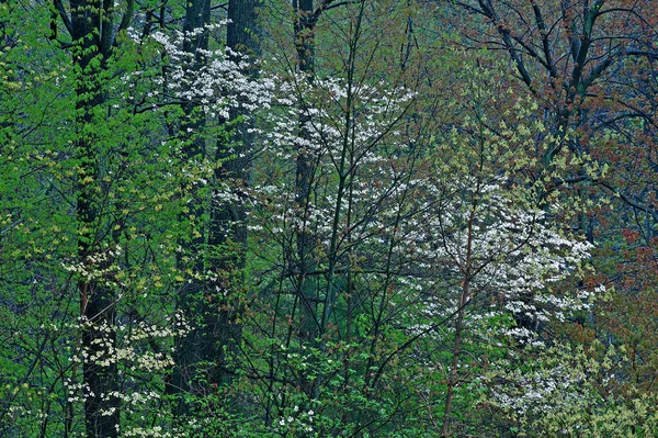 Våren Landskap Skog Med Dogwoods Blom Lake Doster Michigan Usa — Stockfoto