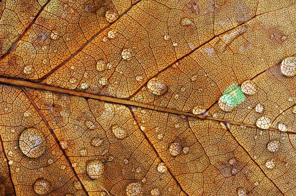 Close Fallen Autumn Maple Leaf Raindrops — Stock Photo, Image