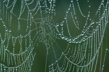 Çiy kaplı bir örümcek ağının yakın plan görüntüsü desenlerini ve detaylarını ortaya koyuyor