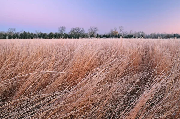夜明けに霜の背の高い草の草原の冬の風景 フォートカスター州立公園 ミシガン州 アメリカ — ストック写真