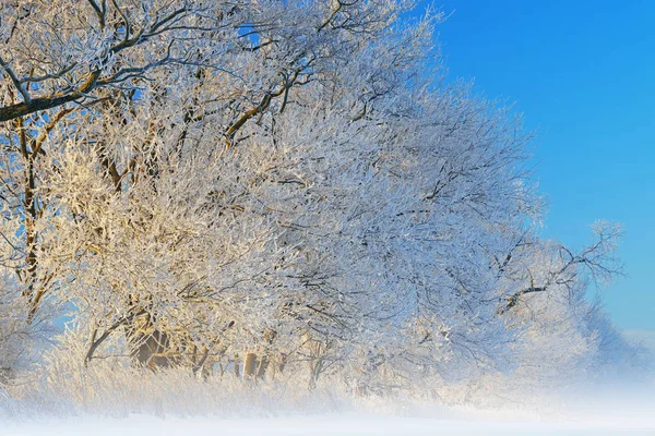 Paysage Hivernal Brumeux Arbres Givrés Milieu Rural Michigan États Unis — Photo