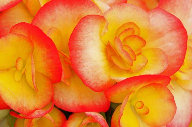 Kırmızı ve sarı begonyalara yakın çekim. Dokularını, desenlerini ve detaylarını gösteriyor.