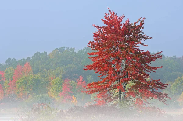 Mlhavá Podzimní Krajina Při Východu Slunce Západních Tří Jezer Michigan — Stock fotografie