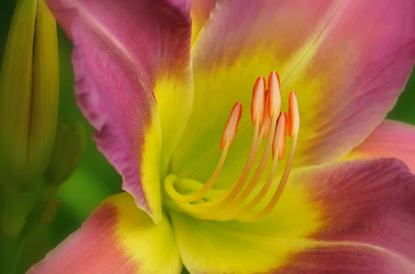 Close Pink Yellow Day Lily Showing Its Textures Patterns Details — Stock Photo, Image
