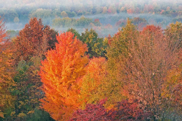 Paisaje Otoñal Amanecer Del Bosque Niebla Lake Doster Michigan —  Fotos de Stock