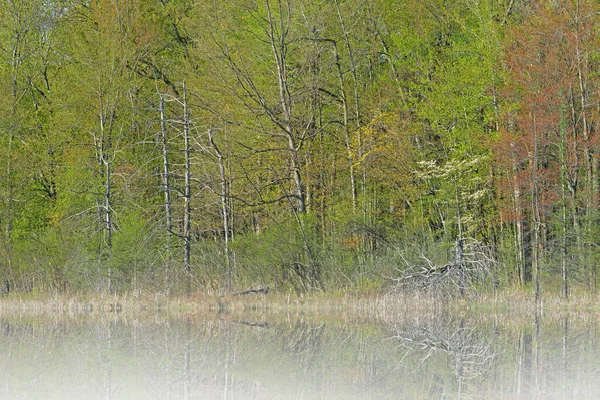 Spring Landscape Shoreline Deep Lake Fog Mirrored Reflections Calm Water — Stock Photo, Image