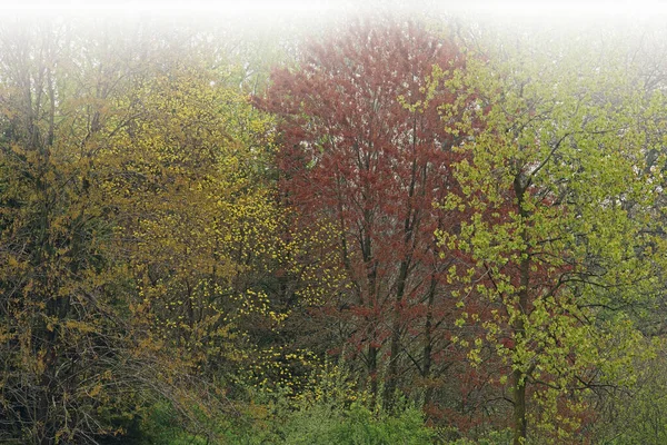 Niebla Paisaje Primaveral Bosque Flor Barry State Game Área Michigan — Foto de Stock