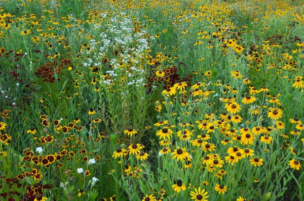 Landschaft Einer Sommerlichen Wildblumenwiese Mit Schwarzäugigen Susanen Und Anderen Blüten — Stockfoto