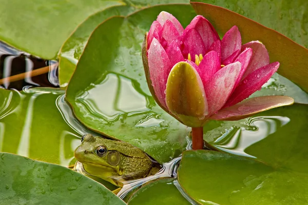 Detailní Záběr Růžové Lilie Zelené Žáby — Stock fotografie