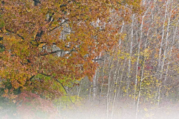 Paisagem Outono Alvorecer Costa Hall Lake Nevoeiro Com Aspens Yankee — Fotografia de Stock