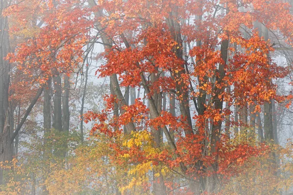 Paisaje Árboles Arce Otoño Niebla Michigan —  Fotos de Stock