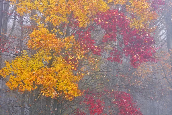 美国密歇根州雾蒙蒙的秋天枫树景观 — 图库照片