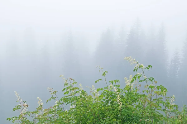 Paisaje Flores Verano Coníferas Niebla Parque Nacional Ranier Washington — Foto de Stock