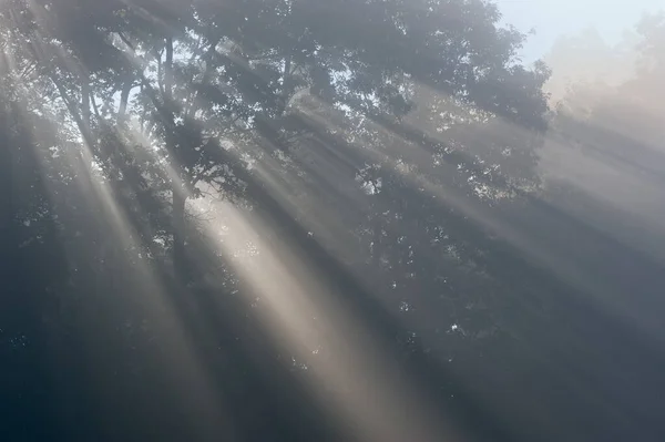 Paysage Des Rayons Soleil Lisière Forêt Brumeuse Été Michigan Usa — Photo