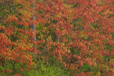 Sumac, Yankee Springs State Park, Michigan, Usa ile sınırlanmış sonbahar manzarası