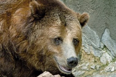 Tutsak sahil kahverengi ayısı (Ursus arctos) portresi, Michigan, Usa