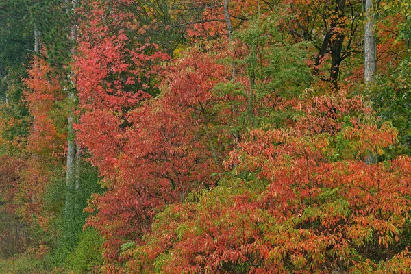 Paesaggio Autunnale Foresta Costeggiata Sumac Yankee Springs State Park Michigan — Foto Stock