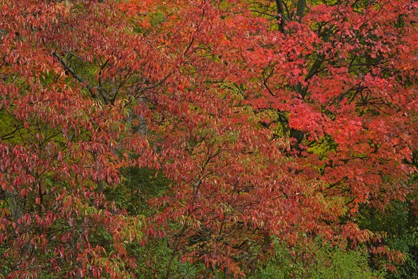 Paisaje Otoñal Bosque Bordeado Zumaque Yankee Springs State Park Michigan —  Fotos de Stock