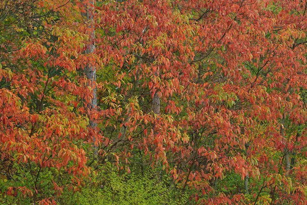 Φθινόπωρο Τοπίο Του Δάσους Κορυφογραμμή Yankee Springs State Park Michigan — Φωτογραφία Αρχείου