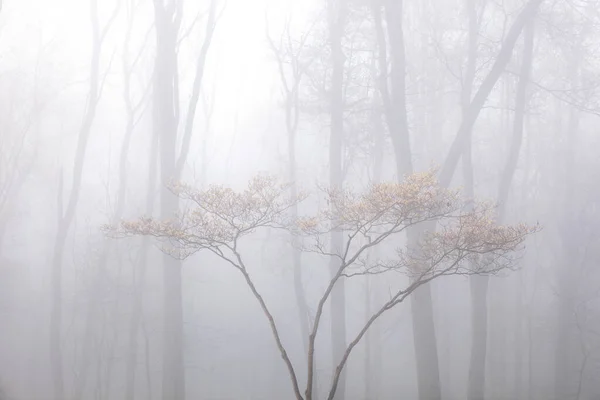 Landscape Dogwood Bloom Foggy Forest Fort Custer State Park Michigan — Stock Photo, Image