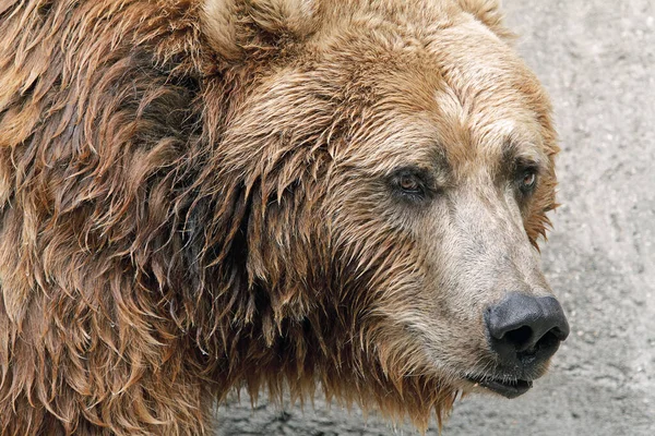 Fogságban Tartott Nedves Grizzly Medve Ursus Arctos Portré — Stock Fotó