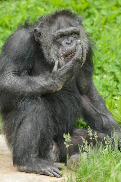 Retrato Chimpanzé Pan Trodglodytes Com Mão Rosto — Fotografia de Stock