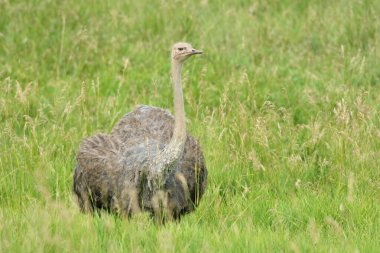 Devekuşu (Struth io camelus) profil portresi