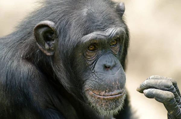 Retrato Chimpanzé Pan Trodglodytes — Fotografia de Stock