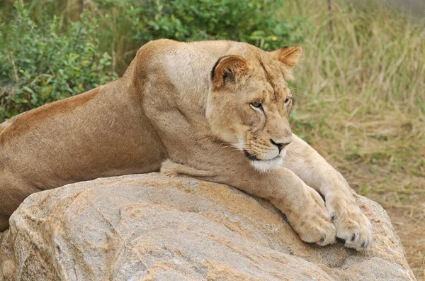 Portrait Lioness Panthera Leo Resting Boulder — Stock Photo, Image