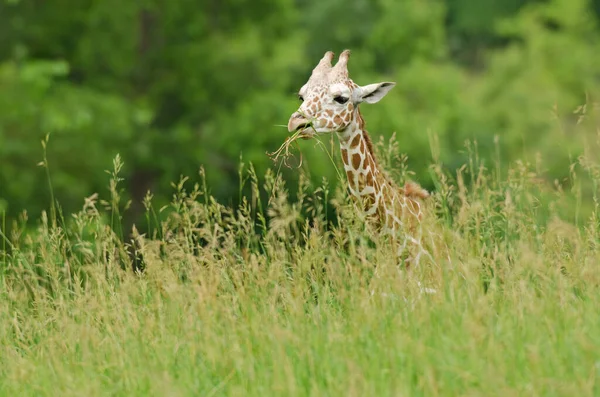 Baby Reticulated Giraffe Giraffa Camelopardalis Reticulata Eating Grasses — Stock Photo, Image