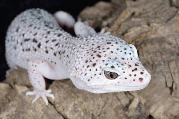 Close Van Een Witte Bruine Gevlekte Luipaard Gecko Eublepharis Macularis — Stockfoto
