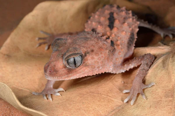 Detailní Záběr Růžového Písku Gecko — Stock fotografie