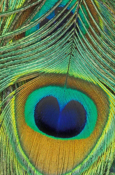 Nahaufnahme Von Pfauenfedern Die Ihre Irisierenden Farben Und Komplizierten Details — Stockfoto