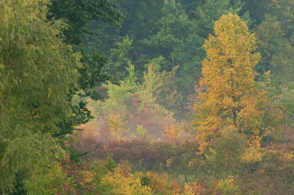 Пейзаж Осеннего Болота Легком Тумане Мичиган Сша — стоковое фото
